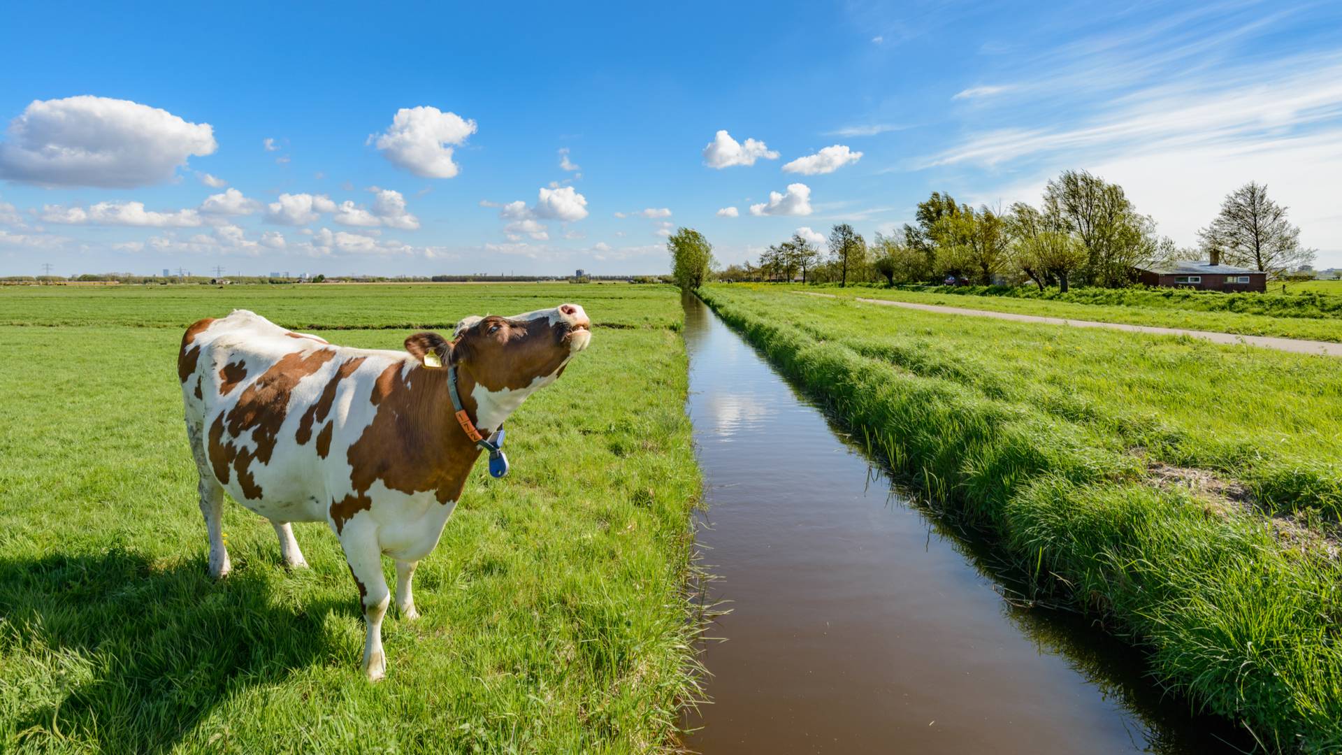 Cow next to ditch Dutch Polder