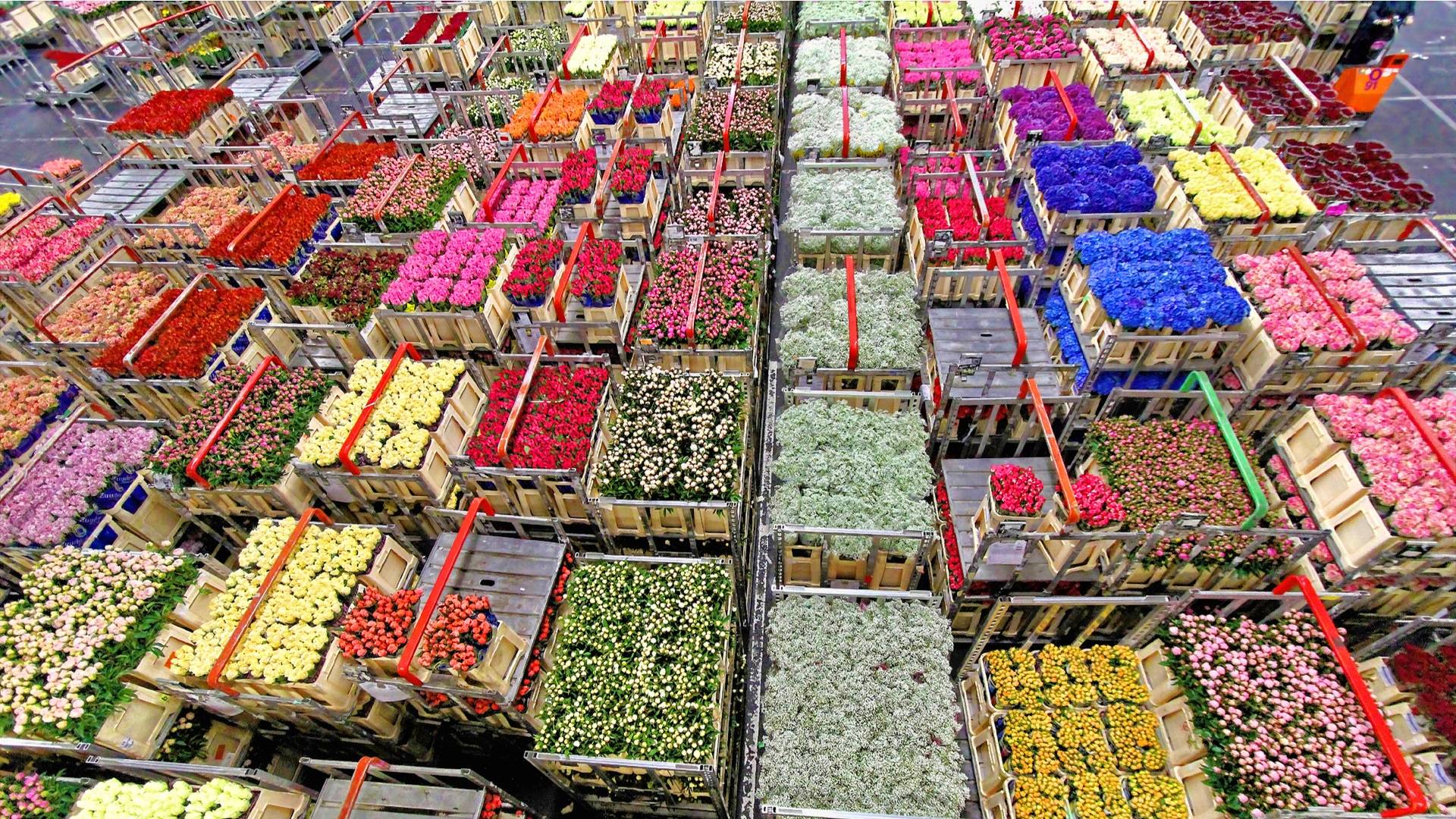 Flowers Aalsmeer auction (1)_HDR