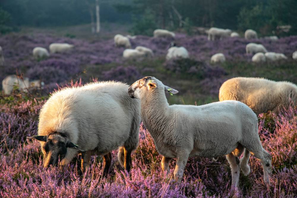 sheep on heatland holland