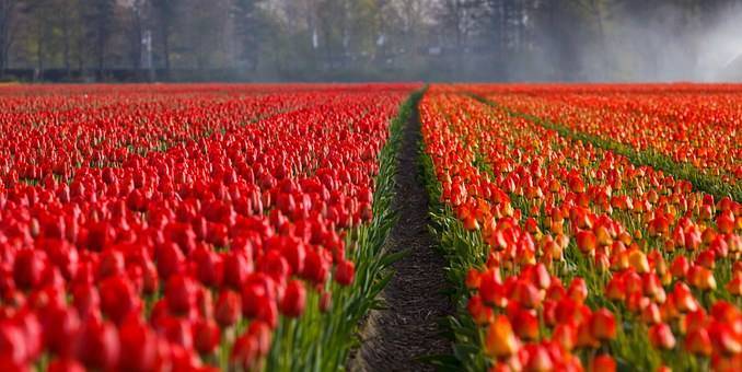 Red and Orange tulip fields in Lisse the