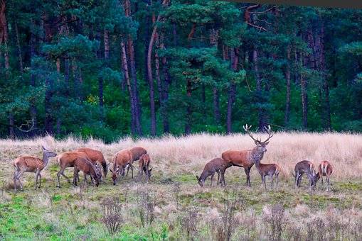 Deer at Hoge Veluwe National park the Ne