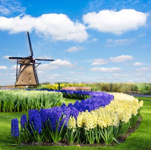 Dutch spring landscape mill Kinderdijk
