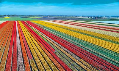 Aerial view of bulb fields in the spring