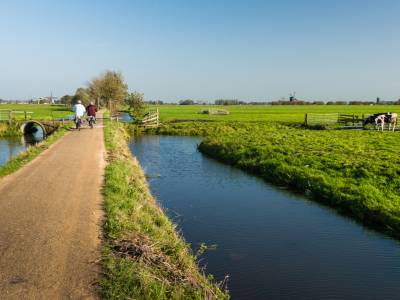 Dutch polder cyclist bike path cows (2)