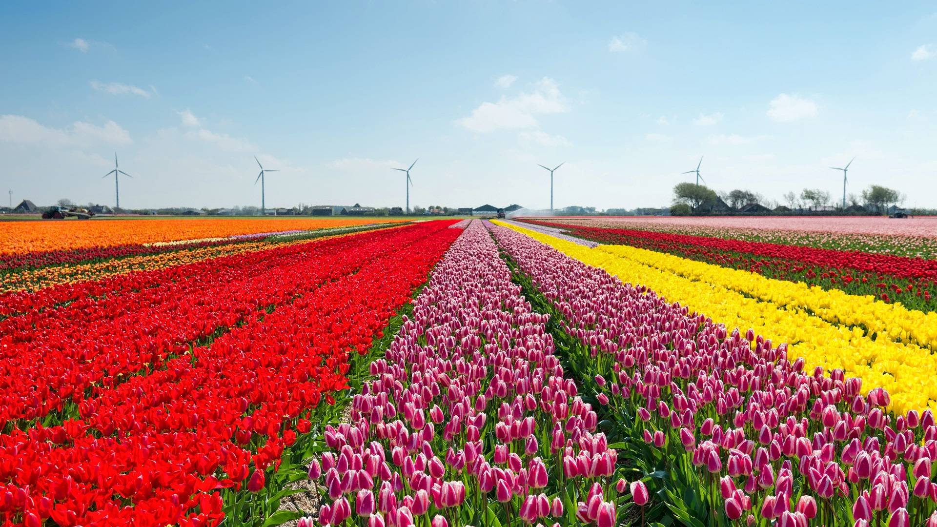 mixed color tulip fields_HDR