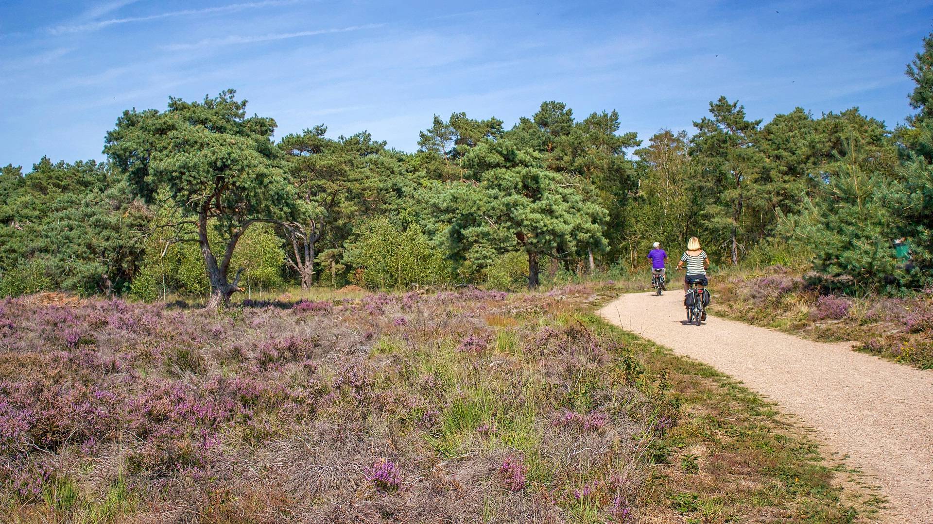 Cyclist into forest heat Hoge Veluwe_HDR