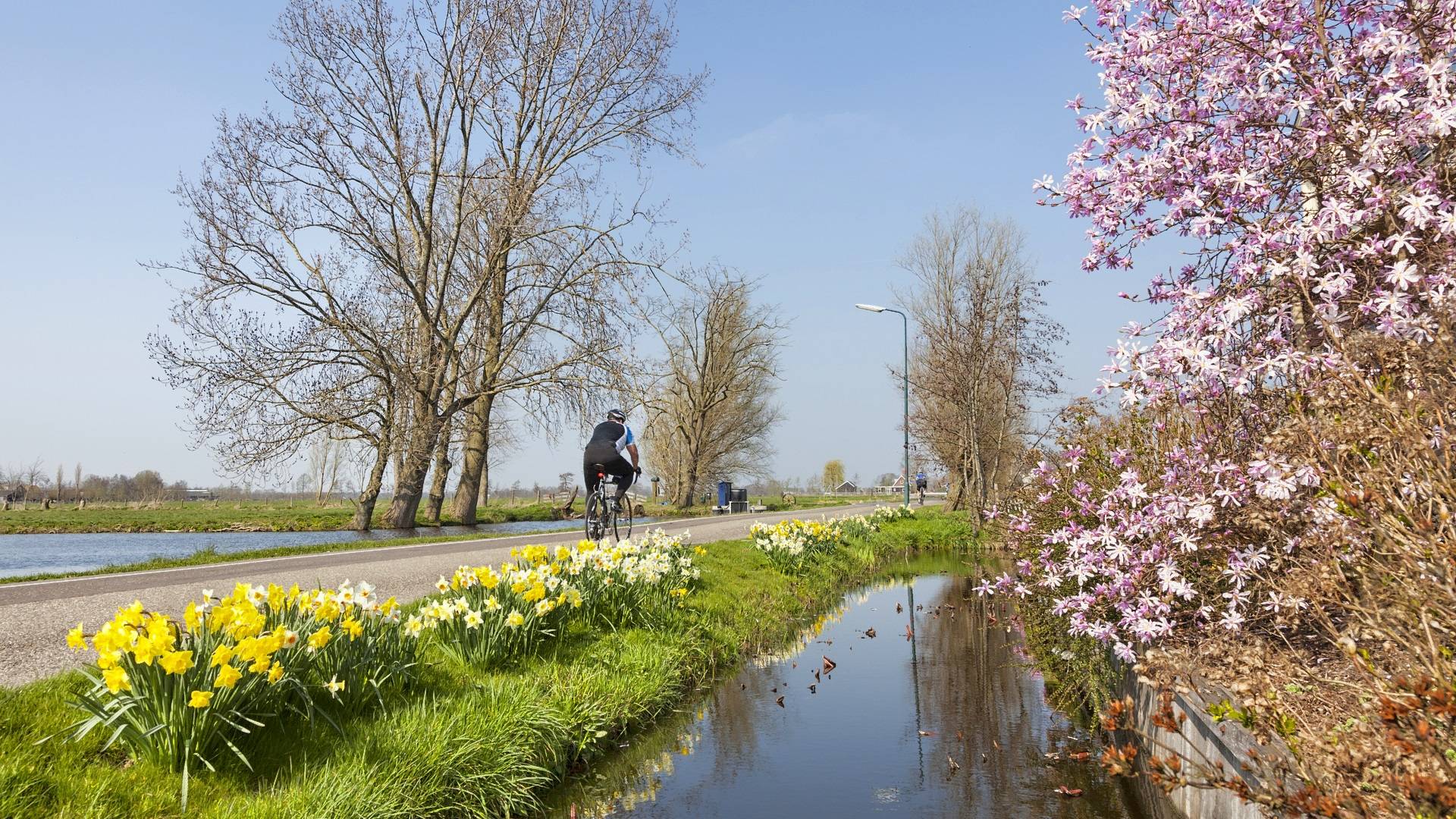Cyclist passes yellow and pink flowers_H