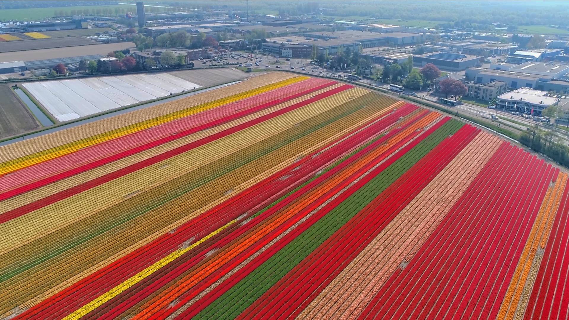 Areal view Tulip fields red_HDR