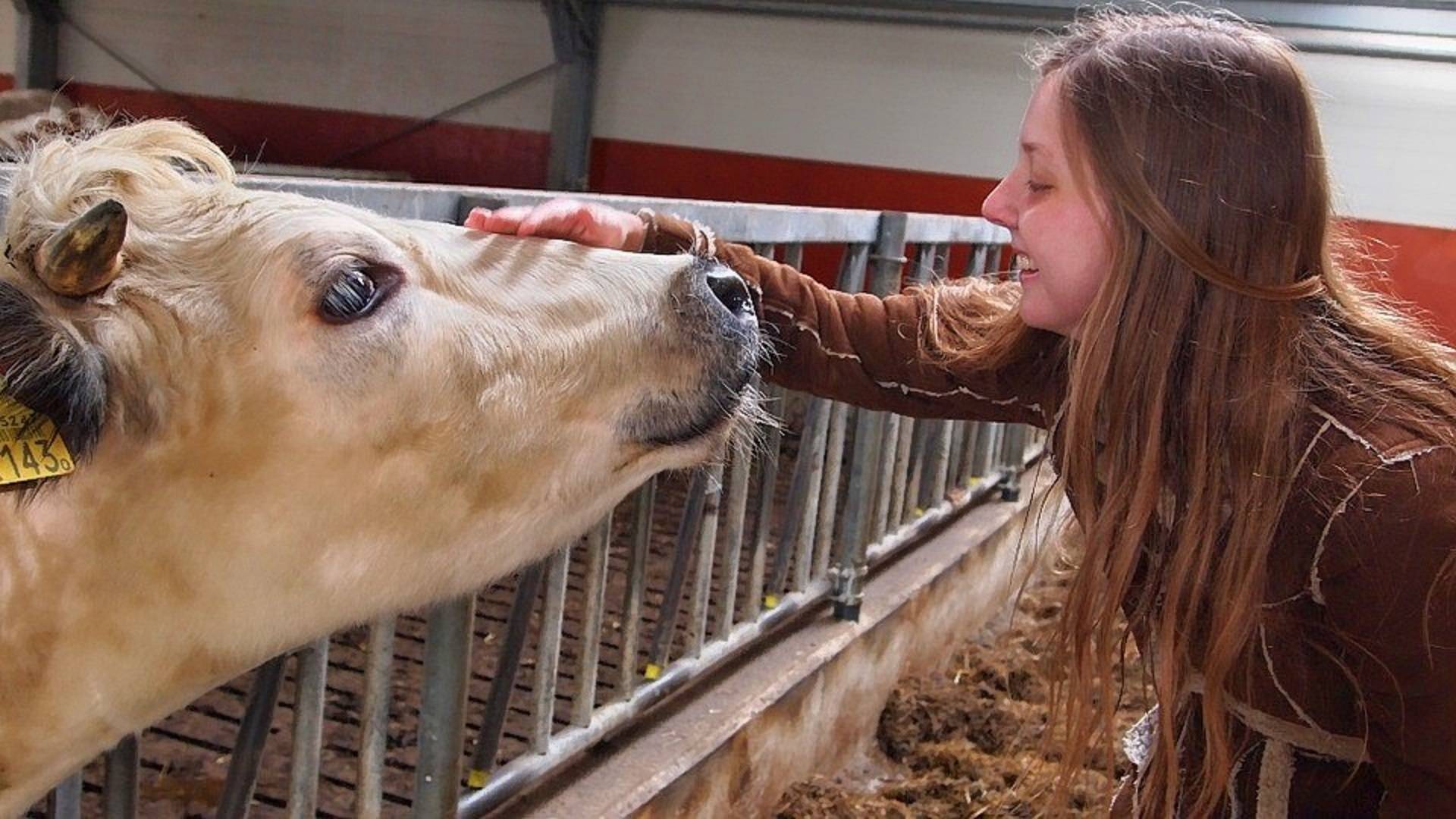 farm oudekerk cow and girl